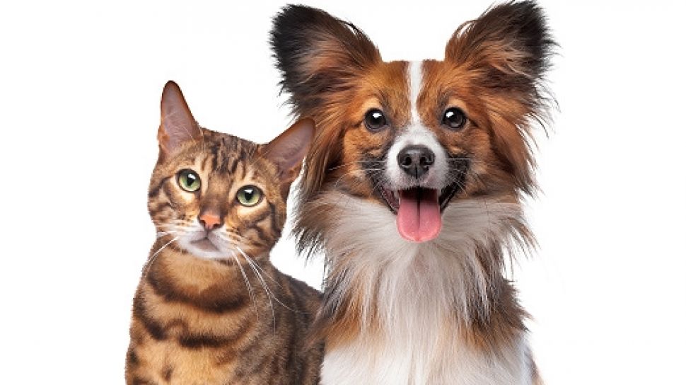 Kucing, Anjing, dan Kebahagiaan di Setiap Langkah: Cherry Pet Shop Cilacap